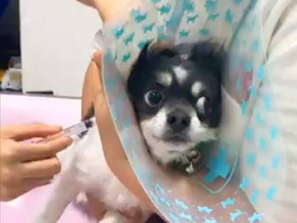 予防接種をしたら？　チワワの反応に「申し訳ないけど笑った」「面白すぎる」