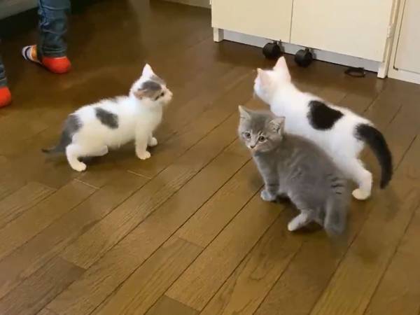 ご飯が待ちきれない子猫たち　飼い主の脚が大変なことに…！