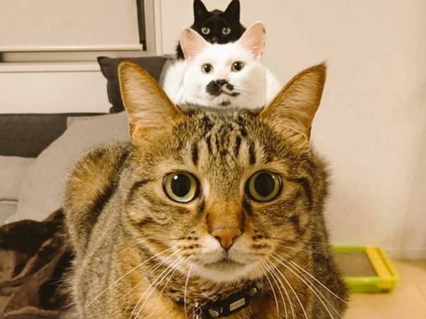 「眼福」「こんな写真なかなか撮れない」　３匹の猫が生み出した『奇跡の１枚』とは？