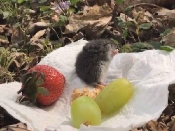 「新しい友達とピクニックをした」　ほっこりする動画に１４０万『いいね』