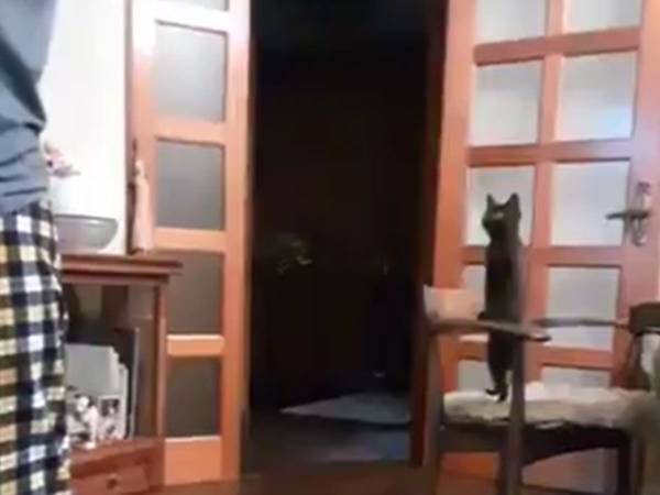 メイク中の飼い主をガン見…　子猫の反応に、笑いが止まらない