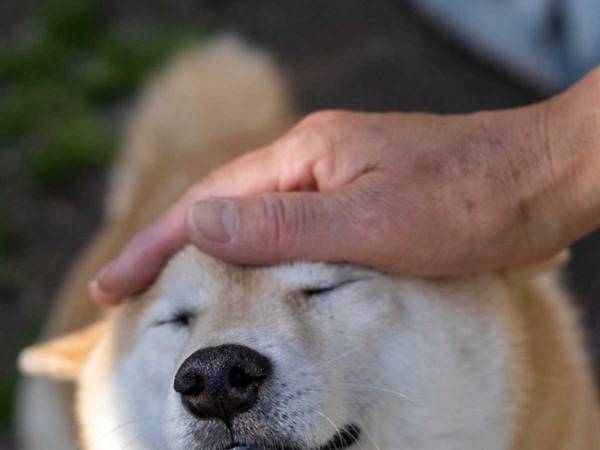 退院した飼い主に久々に会った柴犬　写した４枚に「泣きそう」「本当によかった」