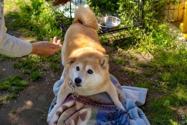 退院した飼い主に久々に会った柴犬　写した４枚に「泣きそう」「本当によかった」