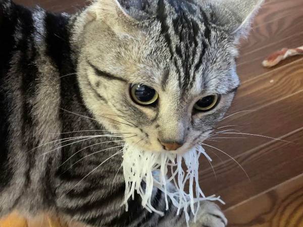 『大根のつま』を強奪した猫が、その後…！？　「いい顔しすぎ」「オチが最高」