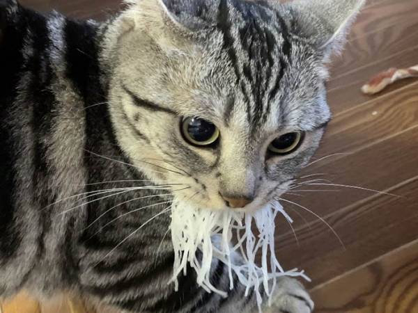 『大根のつま』を強奪した猫が、その後…！？　「いい顔しすぎ」「オチが最高」
