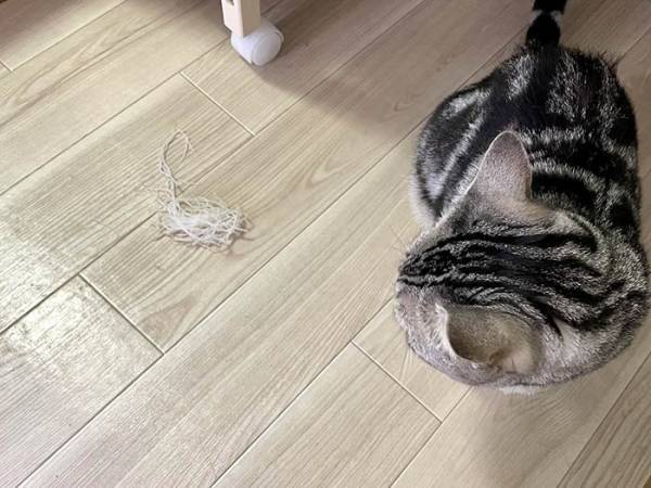 『大根のつま』を強奪した猫が、その後…！？　「いい顔しすぎ」「オチが最高」