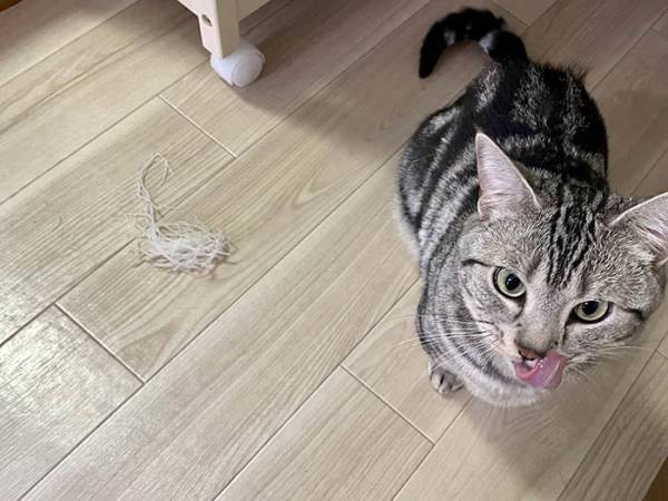 『大根のつま』を強奪した猫が、その後…！？　「いい顔しすぎ」「オチが最高」