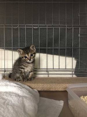 職務質問をした警察官が思わず「かわいい…」　その理由とは？