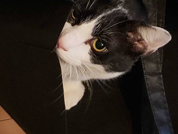 食い意地さえなければパーフェクト 巧妙に食べ物を狙い、いつしかデップリな猫に…