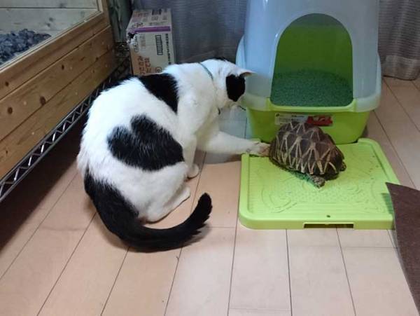 食い意地さえなければパーフェクト 巧妙に食べ物を狙い、いつしかデップリな猫に…