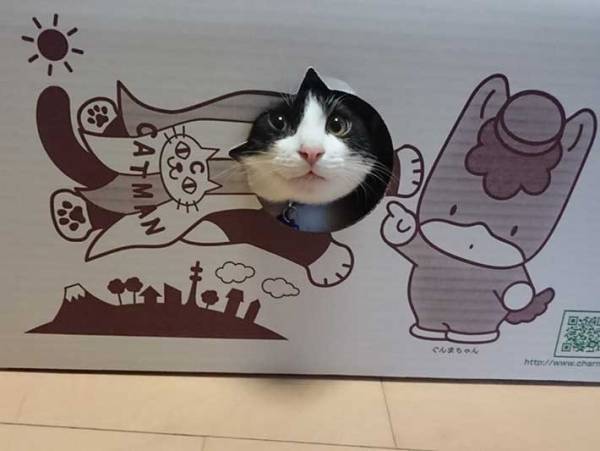 食い意地さえなければパーフェクト 巧妙に食べ物を狙い、いつしかデップリな猫に…