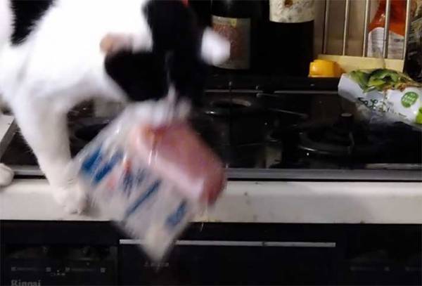 食い意地さえなければパーフェクト 巧妙に食べ物を狙い、いつしかデップリな猫に…