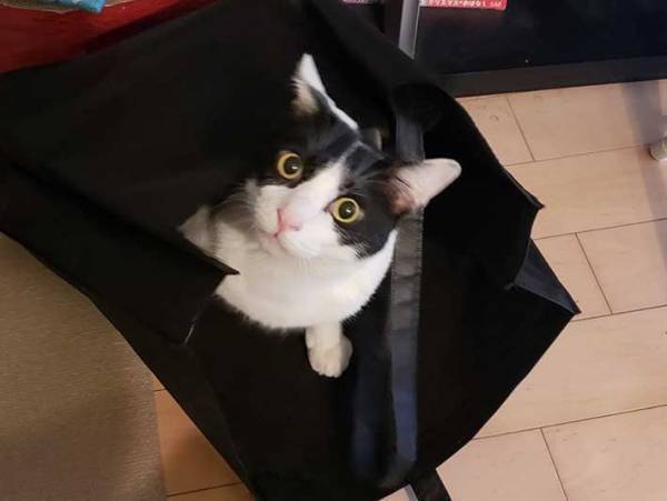 食い意地さえなければパーフェクト 巧妙に食べ物を狙い、いつしかデップリな猫に…