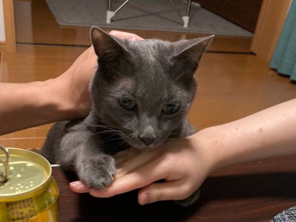 ホッケを前に繰り広げられる『攻防戦』　夕飯時の１枚に「笑った」「うちと同じ」の声