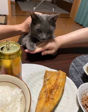 ホッケを前に繰り広げられる『攻防戦』　夕飯時の１枚に「笑った」「うちと同じ」の声