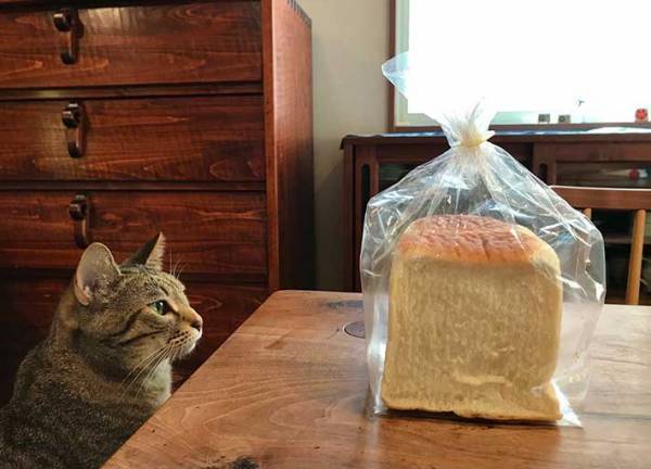 「夫が買った食パンが消えた」　犯行現場を写した１枚に、腹筋が崩壊