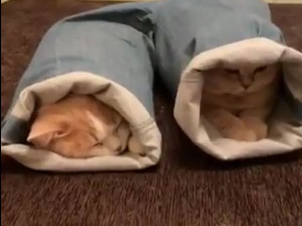 ズボンの裾にすっぽりと気持ちよさそうに入る猫たち　しかし衝撃のラストが…！