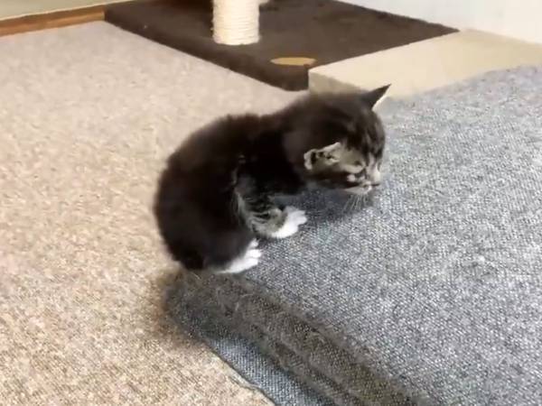 子猫を映した３０秒の動画が天使すぎる！　体と同じ高さのソファに登ろうとし…？