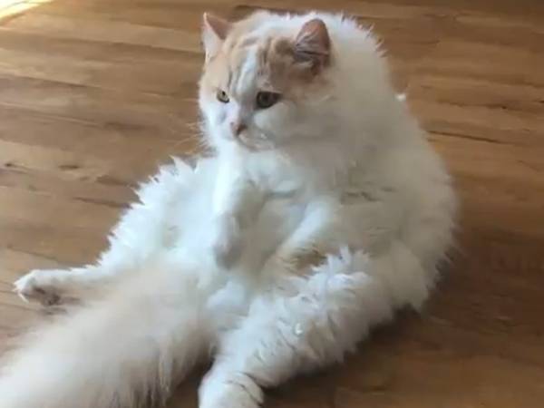 毛づくろいをしていた猫が突然？　動画に「かわいすぎ」「笑った」の声