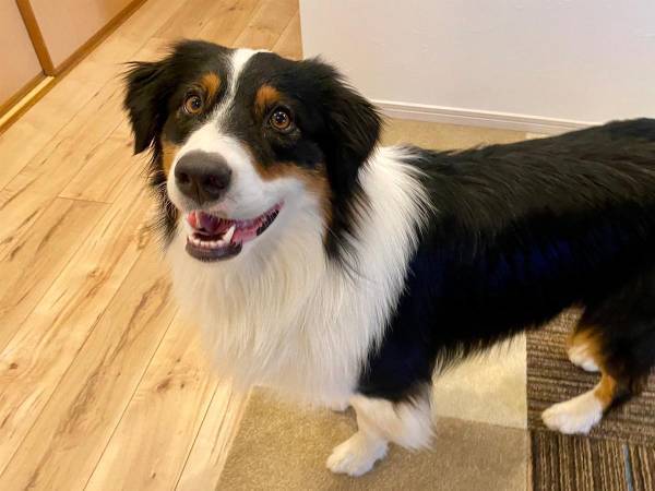 散歩でウキウキしていた犬　しかし、次の瞬間…「あるある」「笑った」