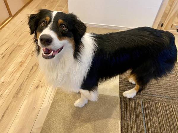 散歩でウキウキしていた犬　しかし、次の瞬間…「あるある」「笑った」