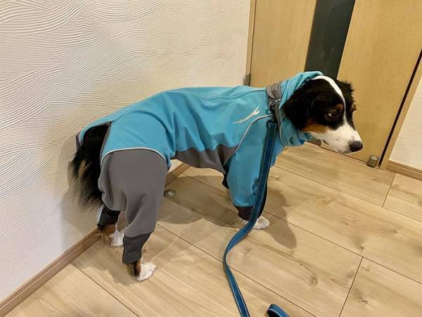 散歩でウキウキしていた犬　しかし、次の瞬間…「あるある」「笑った」