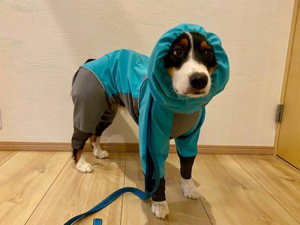 散歩でウキウキしていた犬　しかし、次の瞬間…「あるある」「笑った」