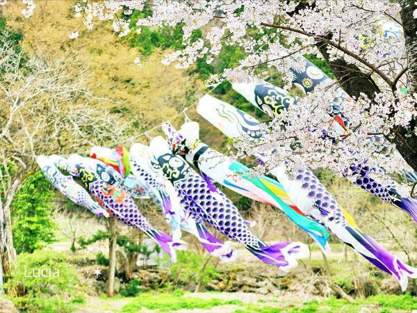 癒される！桜と緑になびく鯉のぼり！