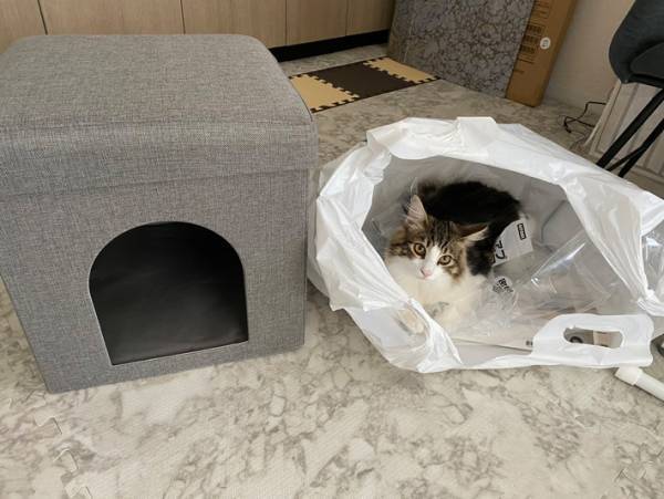 ニトリでペットハウスを購入したら？　猫の反応に「さすが、お値段以上」の声