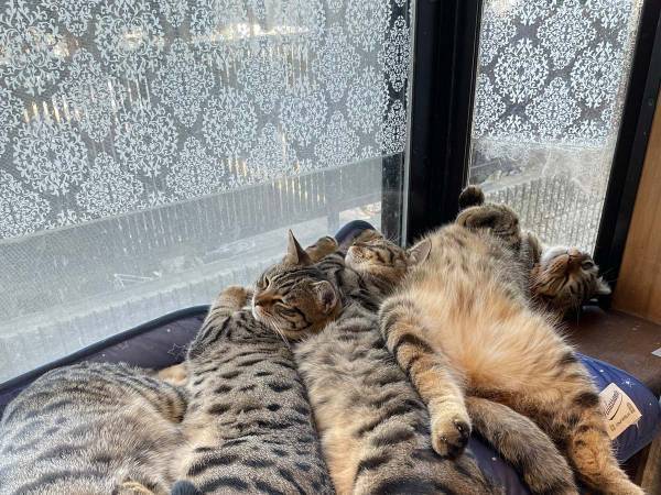 猫たちに『冷感マット』を買った結果…！？　まさかの展開に「笑った」