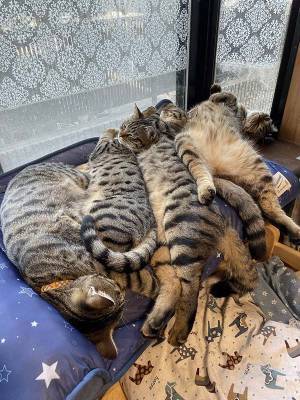 猫たちに『冷感マット』を買った結果…！？　まさかの展開に「笑った」