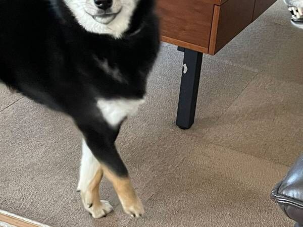 中は人間だろ 先輩犬に叱られた柴犬 表情に反響 21年6月1日 ウーマンエキサイト 1 2