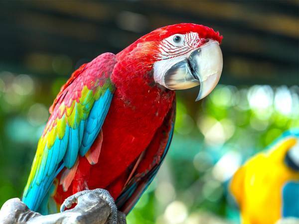 飼い主が消えるドッキリをオウムに仕掛けたら？　「笑いすぎて涙が出た」