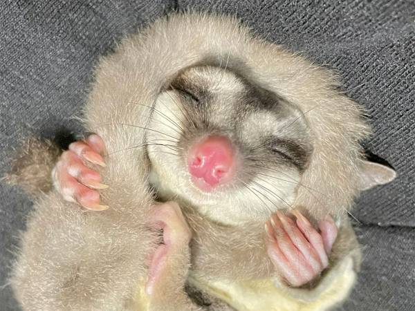 「かわいすぎだろ」「尊い」　フクロモモンガが寝る時に抱いていたのは？