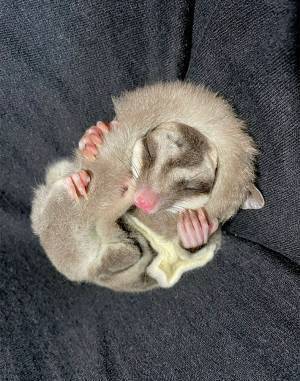 「かわいすぎだろ」「尊い」　フクロモモンガが寝る時に抱いていたのは？