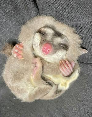 「かわいすぎだろ」「尊い」　フクロモモンガが寝る時に抱いていたのは？