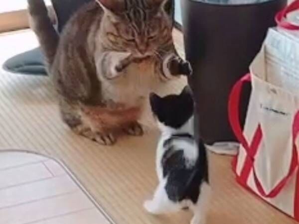 保護した子猫に優しく叱る猫 しかし その後の行動に反響 21年6月2日 ウーマンエキサイト 1 2
