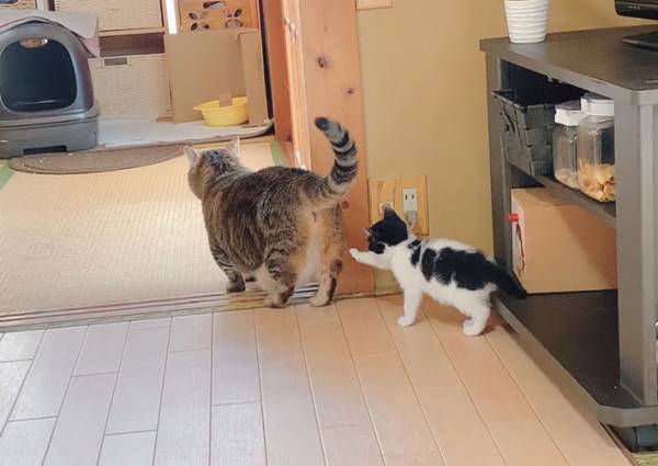 保護した子猫に優しく叱る猫、しかし…？　その後の行動に反響