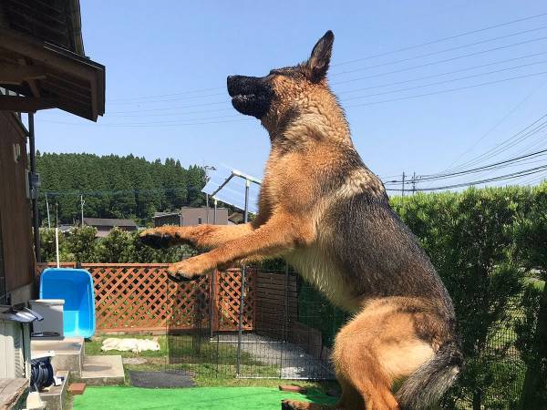 UFOによる誘拐は実際にあった！？　犬の写真に目を疑った