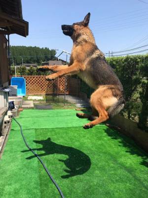 UFOによる誘拐は実際にあった！？　犬の写真に目を疑った