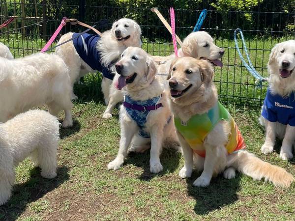 よく見ないと、気付かない！？　ゴールデンの群れにまぎれていたのは…