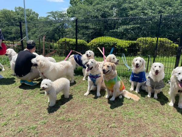 よく見ないと、気付かない！？　ゴールデンの群れにまぎれていたのは…