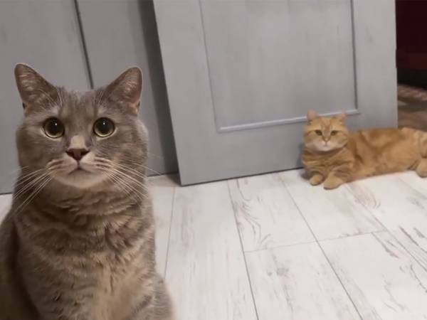 完全に言葉を理解している…　飼い主が猫に声をかけると？　「かわいすぎ」「何度も見ちゃう」