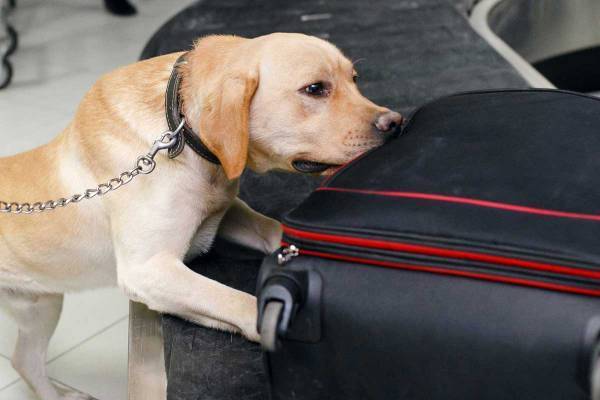 「笑いが止まりません」　訓練犬の前でライブしたら反応が最高だった