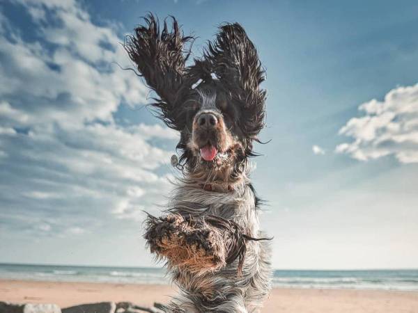 ビーチではしゃぐ愛犬を撮影したら…？　「好きすぎる」「何度も見ちゃう」