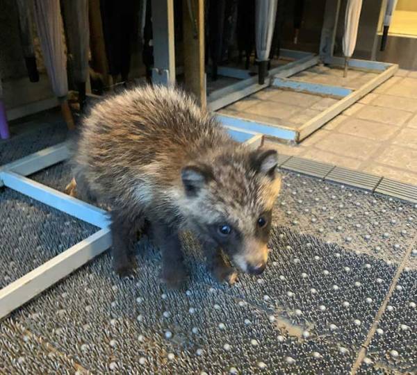 警備員の足元にいたのは…？　美術館へやって来た『小さな客』が話題に