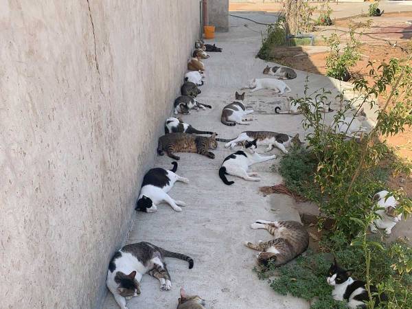 散歩から帰宅し休んでいたら…？　女性の身に起きた出来事が、うらやましすぎた