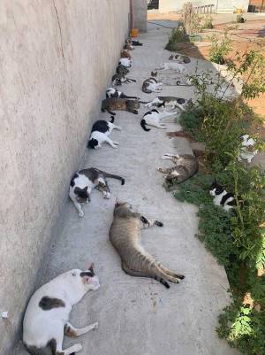 散歩から帰宅し休んでいたら…？　女性の身に起きた出来事が、うらやましすぎた