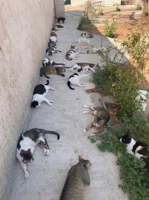 散歩から帰宅し休んでいたら…？　女性の身に起きた出来事が、うらやましすぎた