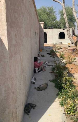 散歩から帰宅し休んでいたら…？　女性の身に起きた出来事が、うらやましすぎた